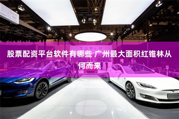 股票配资平台软件有哪些 广州最大面积红锥林从何而来
