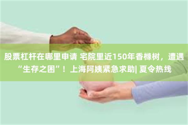 股票杠杆在哪里申请 宅院里近150年香橼树,遭遇“生存之困”!上海阿姨紧急求助| 夏令热线